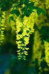 Yellow flowers in full bloom, flover background, Golden Shower T