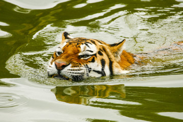 Fototapeta na wymiar Siberische tijger gromt tijdens het zwemmen