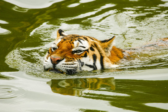 Siberische tijger gromt tijdens het zwemmen