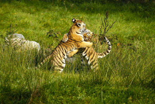 Fototapeta Twee stoeiende tijger welpen.