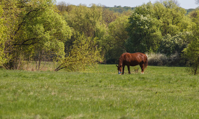 horse grazing in a meadow on the background of trees