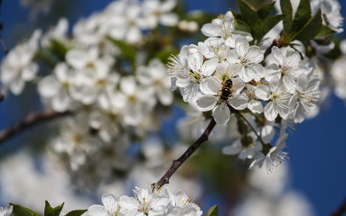 blossoming apple tree with a bee pollinating it,