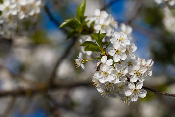 blossoming apple tree with a bee pollinating it,