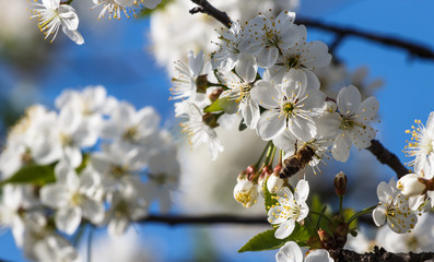 blossoming apple tree with a bee pollinating it,