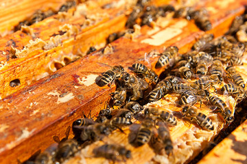 Busy bees, close up view of the working bees on honeycomb.