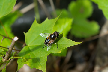 Fly on leaf