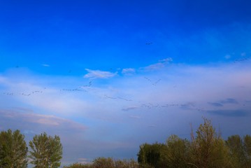 flock of migratory birds on the background clouds