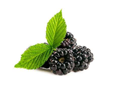 Blackberries with leaf on a white