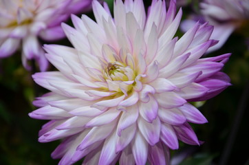 Obraz premium Zart lila weiße Dahlienblüte im Sommergarten 