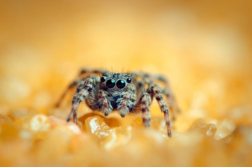 Jumping spider on yellow background. Russian nature