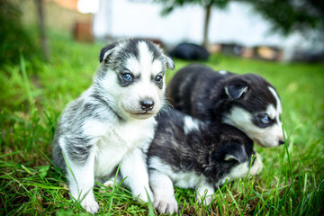 Pretty little husky puppy outdoor in the garden