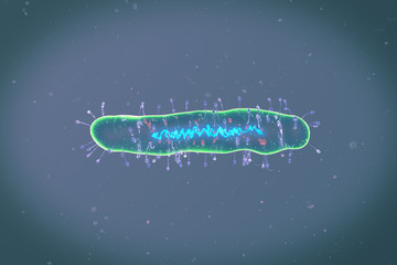 Medical illustration of the Bacteria