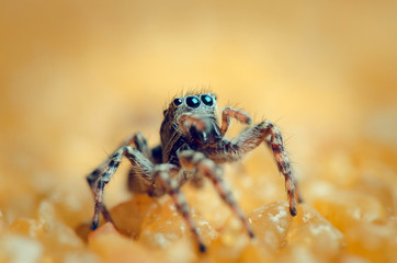 Jumping spider looking up. Russian nature