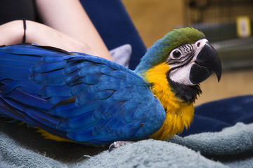 Blue and Gold Macaw Sitting in Someone's Lap