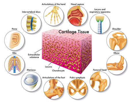 tessuto cartilagineo