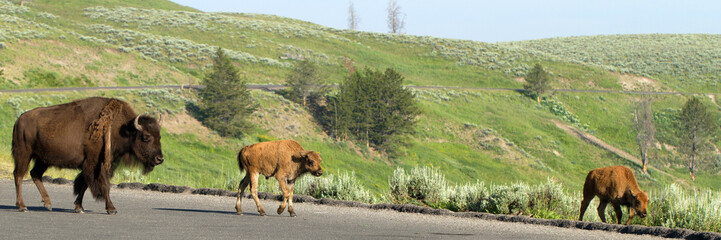 American Bison with two calves on a road in Yellowstone National Park