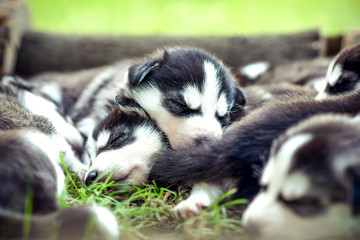 Obraz premium Pretty little husky puppies outdoor in the garden