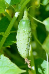 Cucumbers are extremely beneficial for overall health,