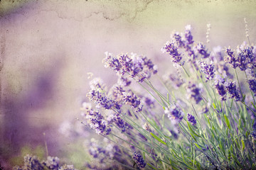 Lavender in the field - vintage photo