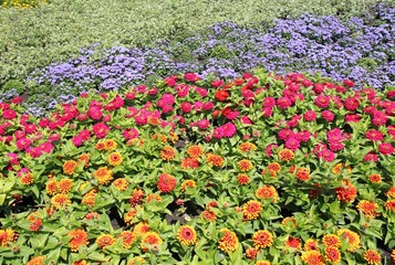 Клумба с циниями