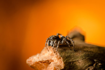 Jumping spider stay and looking down. Russian nature