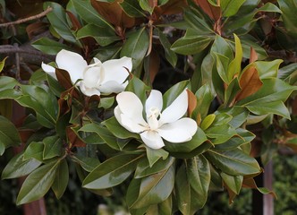 Obraz premium Цветы магнолии гигантской Magnolia grandiflora