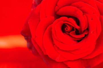 Valentine's Day, Rose, Single Flower.