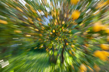 Spanien, Mallorca, Tramuntana, Soller, Zitronenb&auml;ume mit reifen Fr&uuml;chten, Landwirtschaft, Zitronenernte