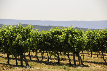 Fototapeta na wymiar vineyard in Provence, France