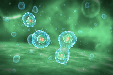 Obraz na płótnie Canvas Cell Division Stages of Mitosis