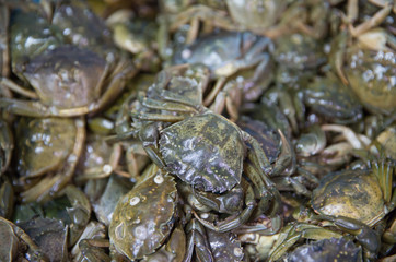 Crabs