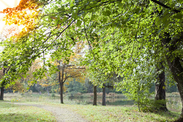The bright  early autumn forest