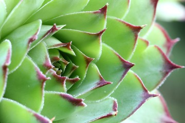 Sempervivum