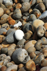Brown and grey pebbles on the beach with a white one in the middle