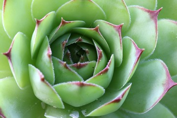 Sempervivum