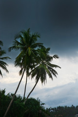 Obraz premium Palm tree and dark weather skies in Sri Lanka, Asia in December.