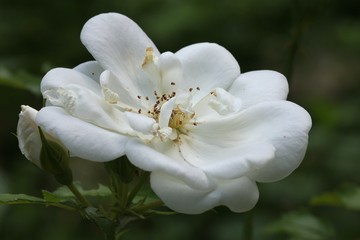 Obraz premium White rose