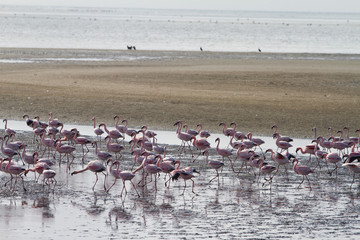 Fototapeta premium Red flamingos