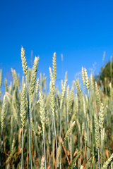 Obraz premium Rye field