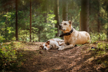 friendship. Dogs in the forest