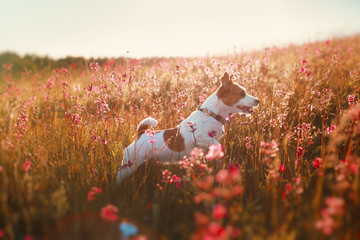Dog in flowers Jack Russell Terrier