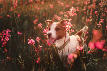 Dog in flowers Jack Russell Terrier - obrazy, fototapety, plakaty