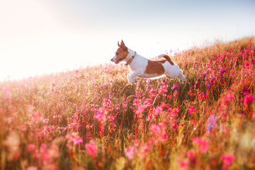 Dog in flowers Jack Russell Terrier © Anna Averianova
