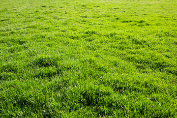 grass texture
