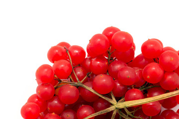 red berries of viburnum