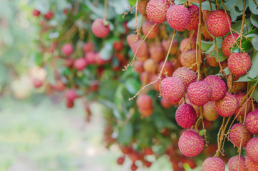 Lychee fruit