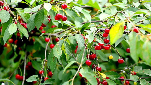 Cherry Tree Full Of Red Cherries