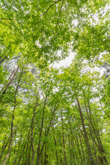 Obraz premium 新緑の森