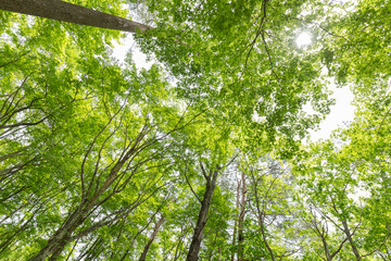 新緑の森