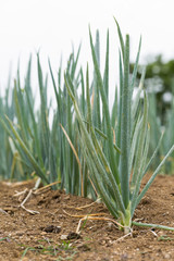 養魚場,にじます,虹鱒,ニジマス,鱒,レインボートラウト,レインボー,トラウト,淡水魚,マス,サカナ,魚,生物,魚類,日本,魚介類,渓流魚,川魚,養殖,養魚池 